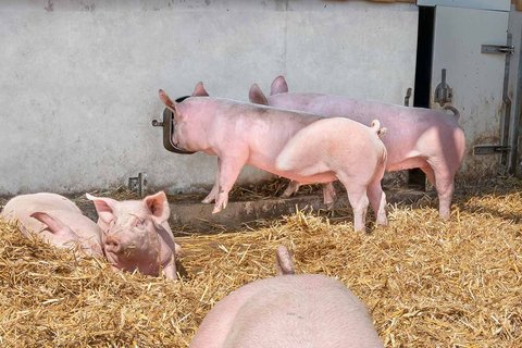 Системы поения