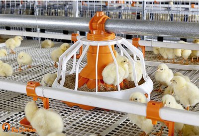 Avimax - многоярусная клеточная батарея для успешного откорма бройлеров Avimax - многоярусная клеточная батарея для успешного откорма бройлеров