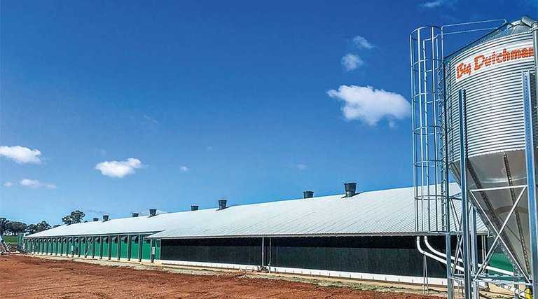 Животноводческий корпус, оборудованный техникой для волоконного охлаждения испарением