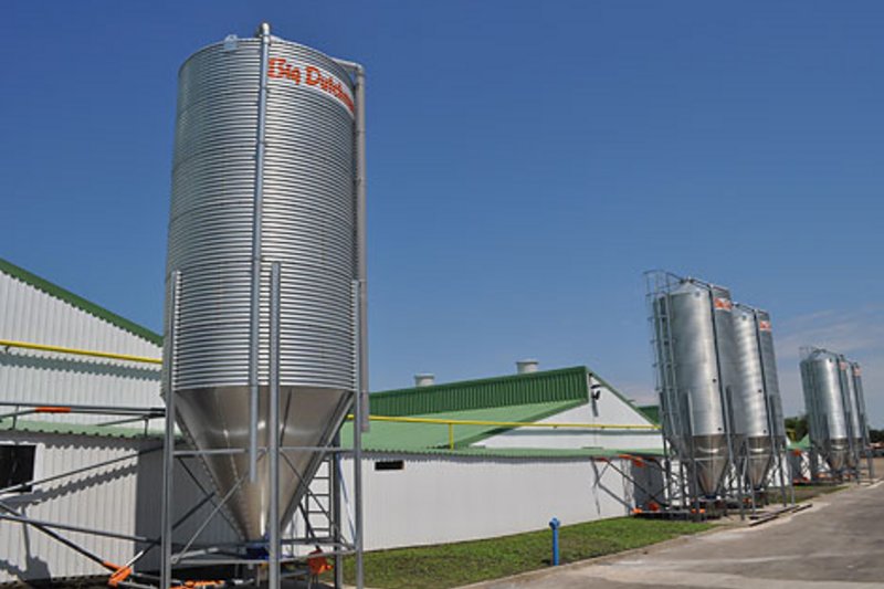 Содержание 2600 свиноматок в замкнутой системе 