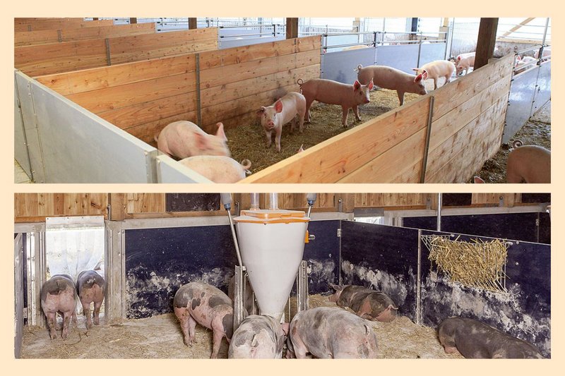 Airflows in pig houses with open fronts or outdoor runs can now be controlled automatically. 