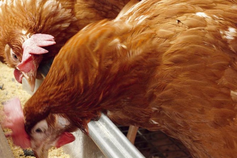 Система Сhampion feed chain Система Сhampion feed chain