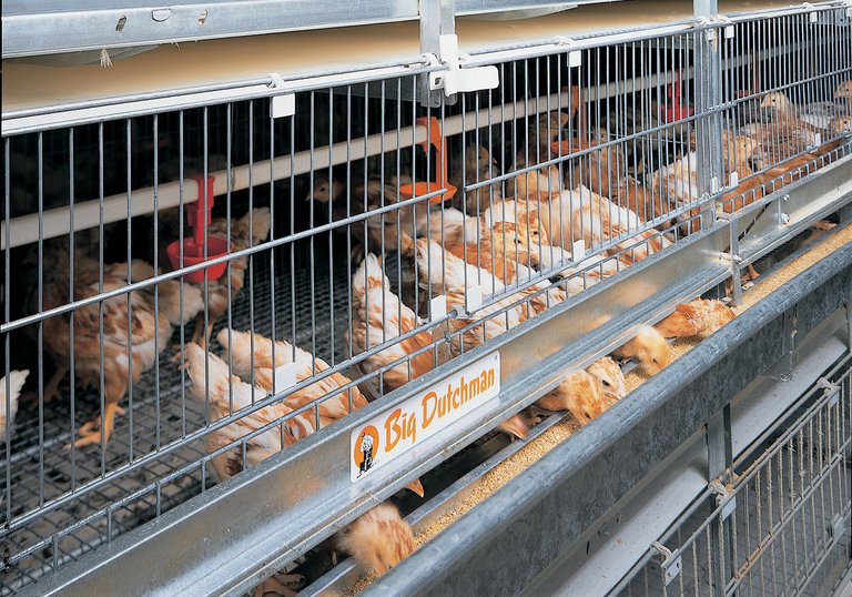 UNIVENT-Starter – эффективное выращивание реммолодняка 