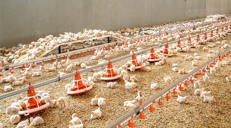 Bâtiment d'élevage de poulets de chair : plateaux d'aliments, poulets de chair sur litière