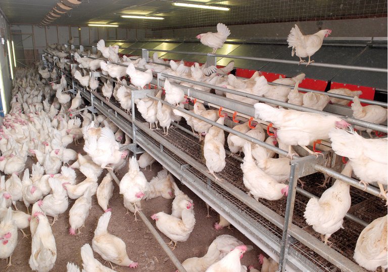 Egg production with NATURA Floor 