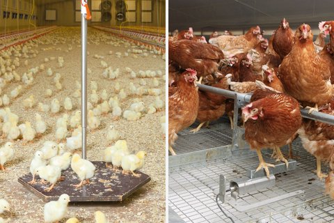 Взвешивание птицы