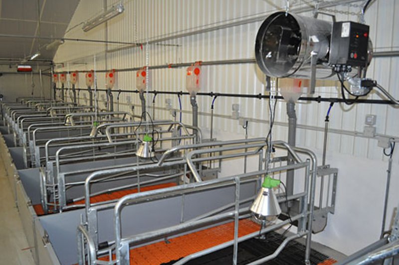 Содержание 2600 свиноматок в замкнутой системе 