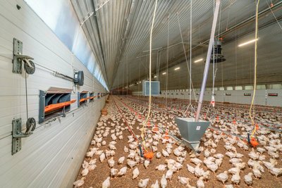 Bâtiment d'élevage de poulets