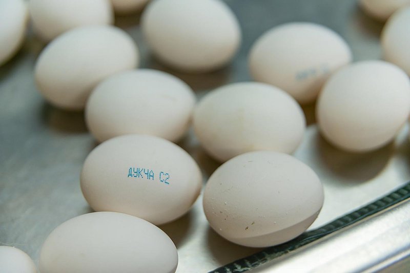 Современное содержание кур-несушек: яйца Современное содержание кур-несушек: яйца