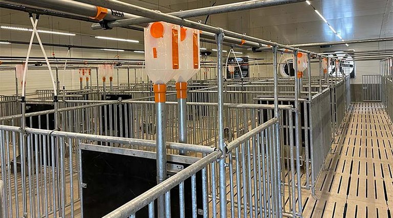 Вид на бокс для хряка