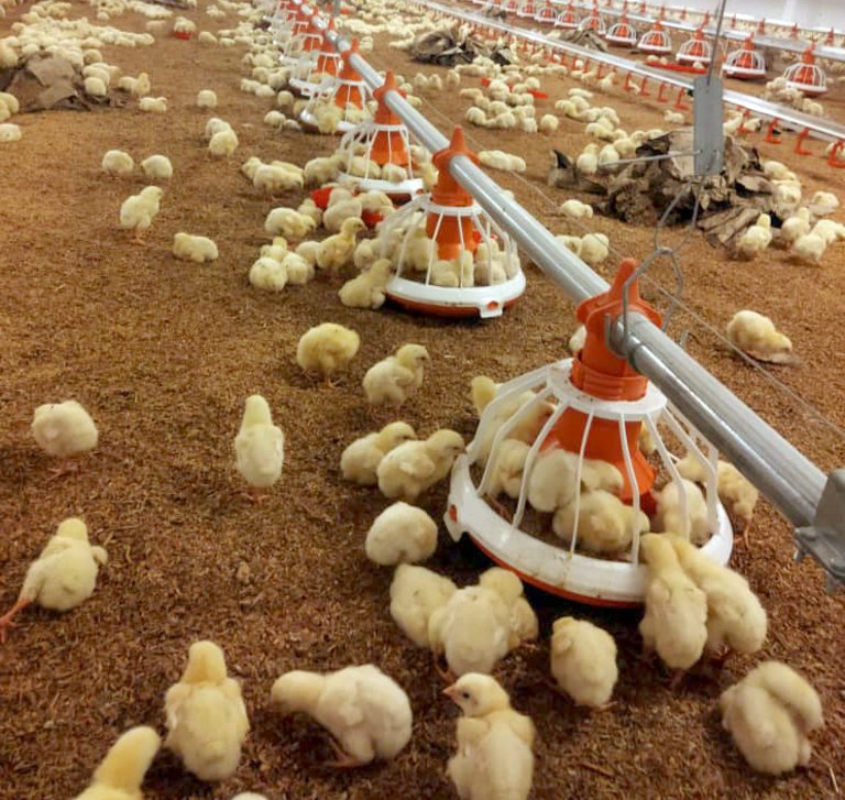 Содержание бройлеров