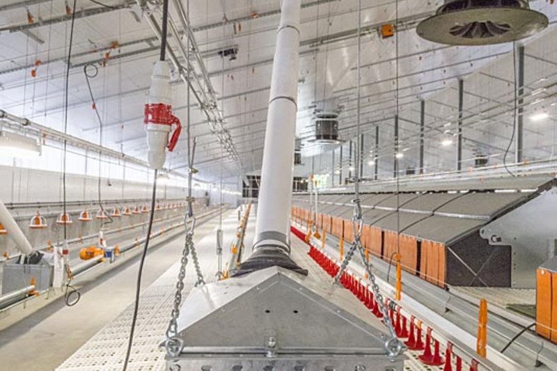 Кормораздаточные установки: корм для курочек подается из кормоемкости, корм для петушков – из суточного кормобункера. 