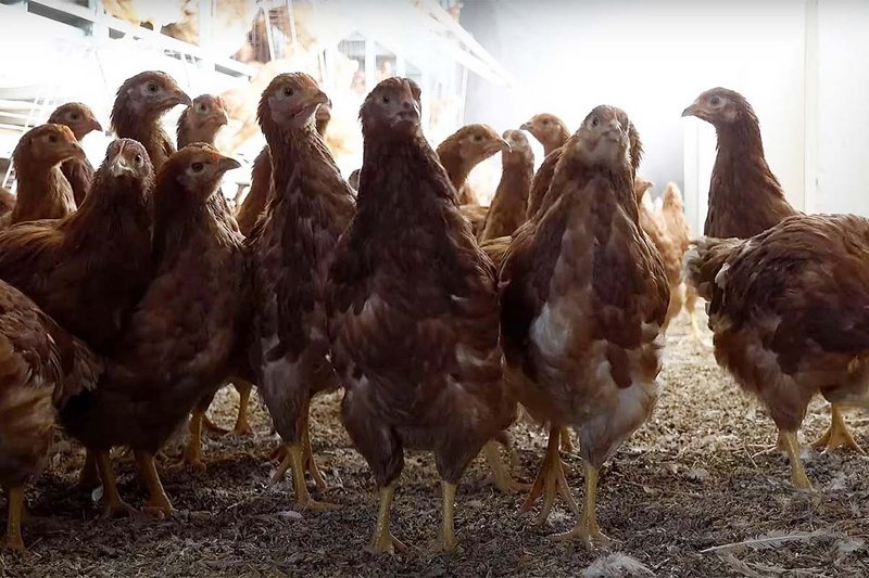 Protestierende Hühner