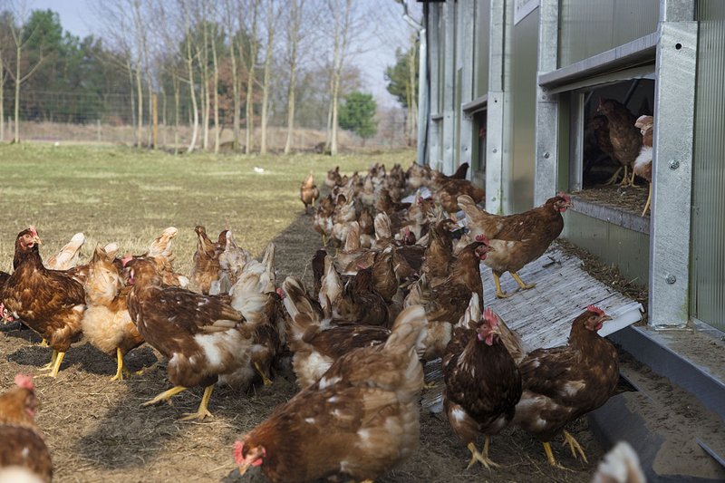 Freilandhaltung: Hennen verlassen Stall