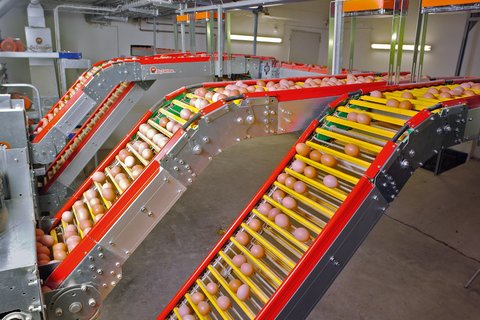 Системы сбора яиц