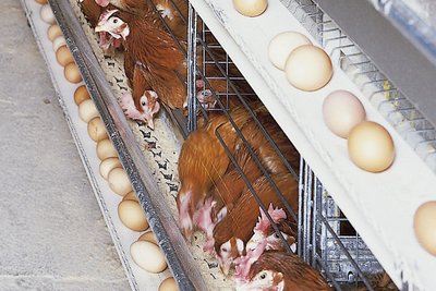 Клетка с кормящимся поголовьем и снесенными яйцами на лентах яйцесбора