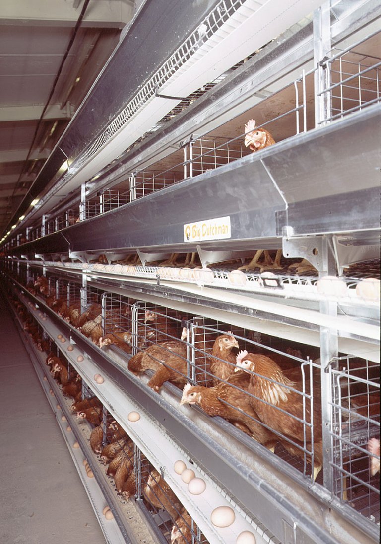 Производство яйца в клетках UNIVENT 