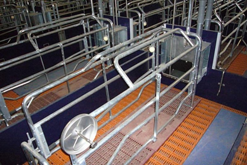 Sow equipment for sow management: Farrowing area