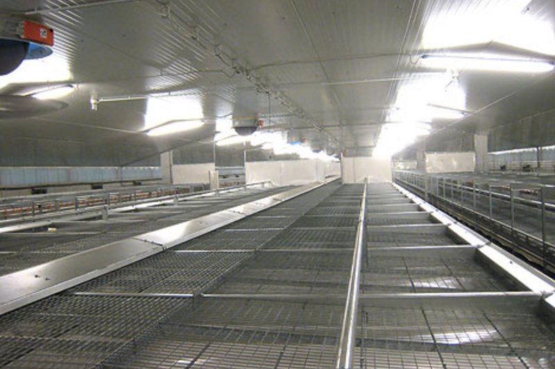 New poultry house for organic egg production