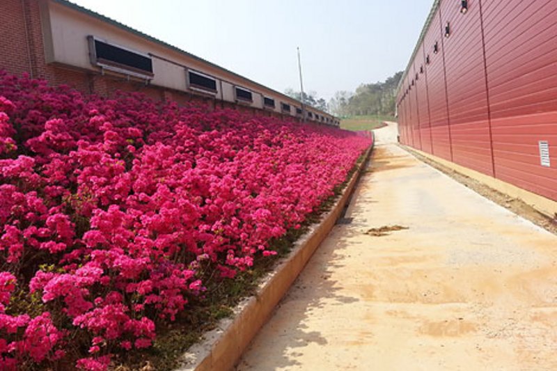 Свиноводство в Южной Корее