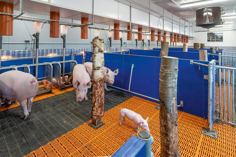 Содержание свиноматок: новшества в области менеджмента опороса – от традиционных до альтернативных