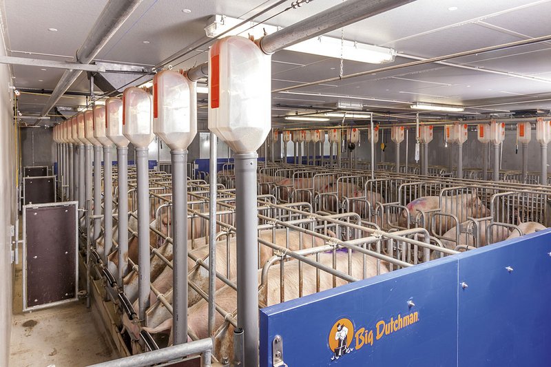 Свиноматки в центре опороса