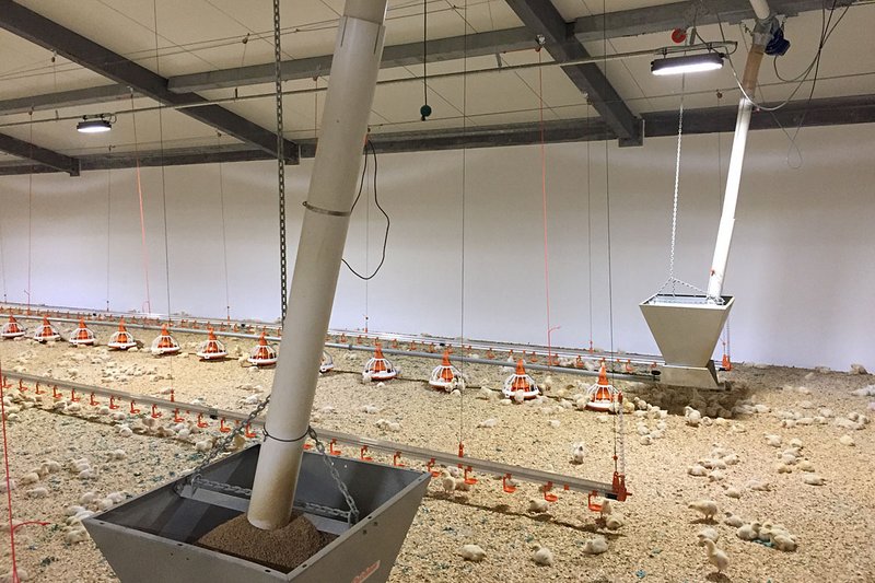 Система раздачи корма Augermatic, линии поения