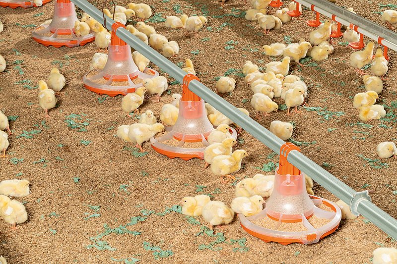 Les poussins se nourrissent à partir du nouveau plateau pour l’engraissement des poulets de chair