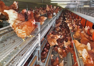 Alternative Haltungssysteme: NATURA-Nova (Bodenhaltung, Freilandhaltung)