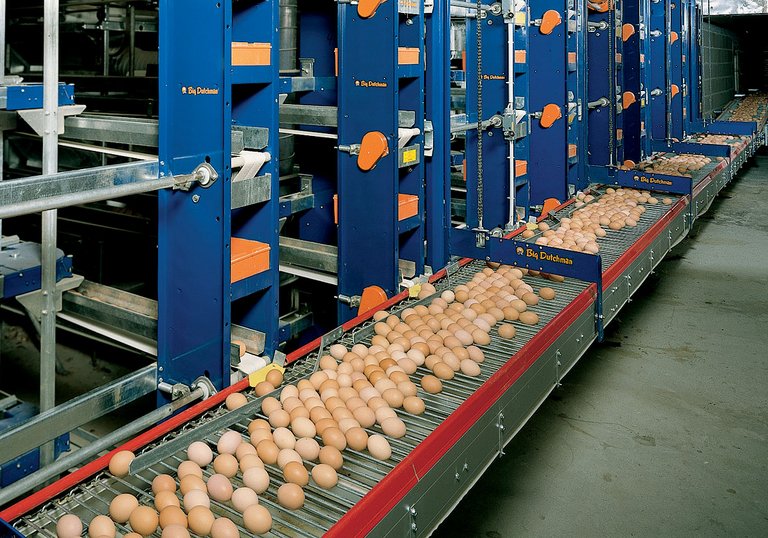 Sistema sube-y-baja para la producción de huevos en naves avícolas 