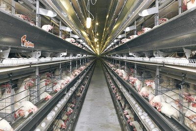 UniVent – клеточная батарея UniVent – клеточная батарея