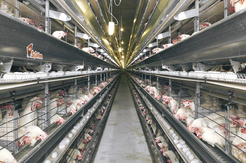 UniVent – клеточная батарея UniVent – клеточная батарея