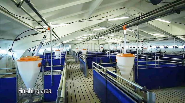 Pig production | Feeders and penning system