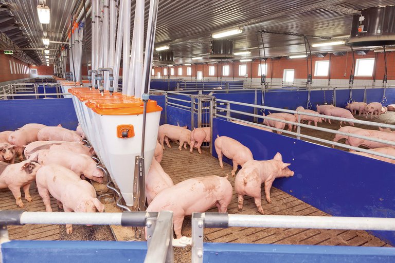 Сортувальні ваги TriSort для відгодівлі свиней