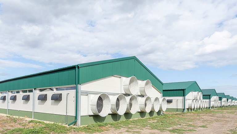 Тыльная сторона птичника с большими вытяжными вентиляторами