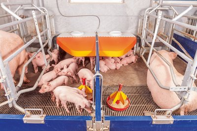 Бокс опороса 