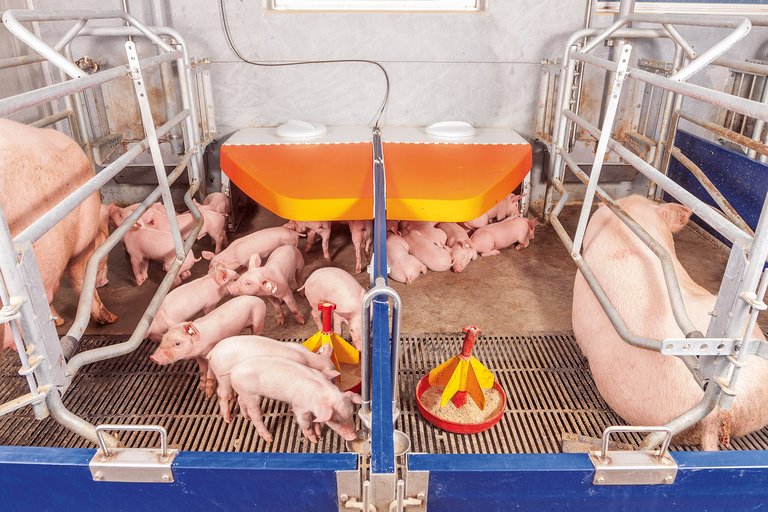 Бокс опороса 