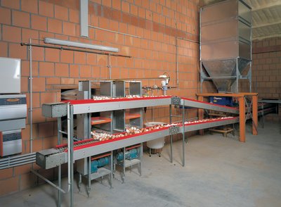 Eiersammlung im Geflügelstall