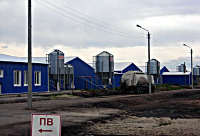 Основные принципы выращивания свиней