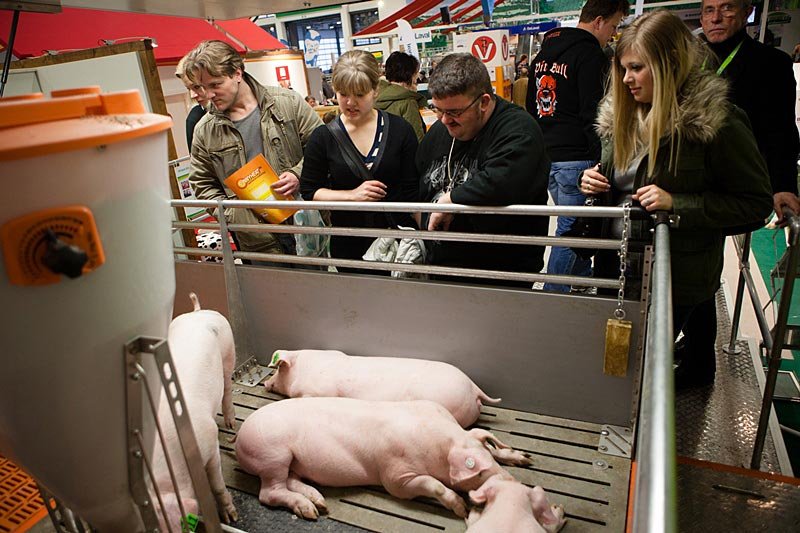 Realistische Schweinehaltung im Schweine Mobil
