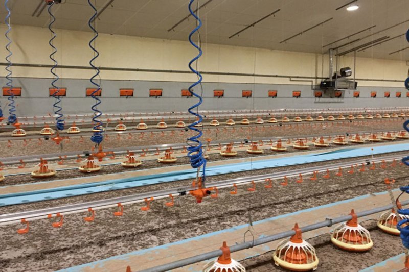 Рис. 2: Спиральный шланг из полиуретана после подключения в корпусе для бройлерной птицы