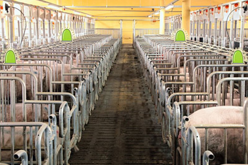 Professionelles Herdenmanagement in der Sauenhaltung