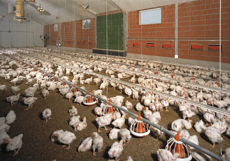 Производство мяса/птичник для выращивания бройлеров 