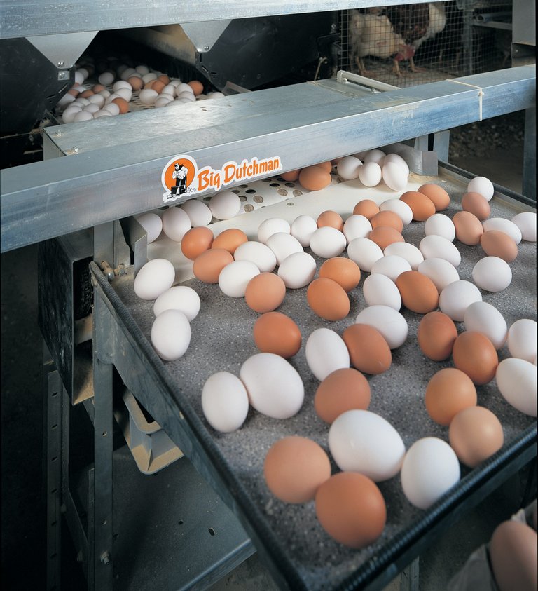 Събиране на яйца на яйцесъбирателна маса