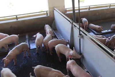 Alimentación líquida para destete y engorde de cerdos 