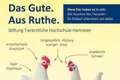 Tierwohlforschung für die Geflügelhaltung: Flyer mit Infos