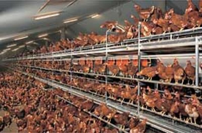 New brochure on poultry systems