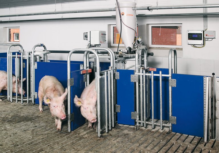 Pig production with electronic sow feeding system Callmatic 2 