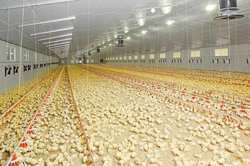 An innovative poultry climate control concept