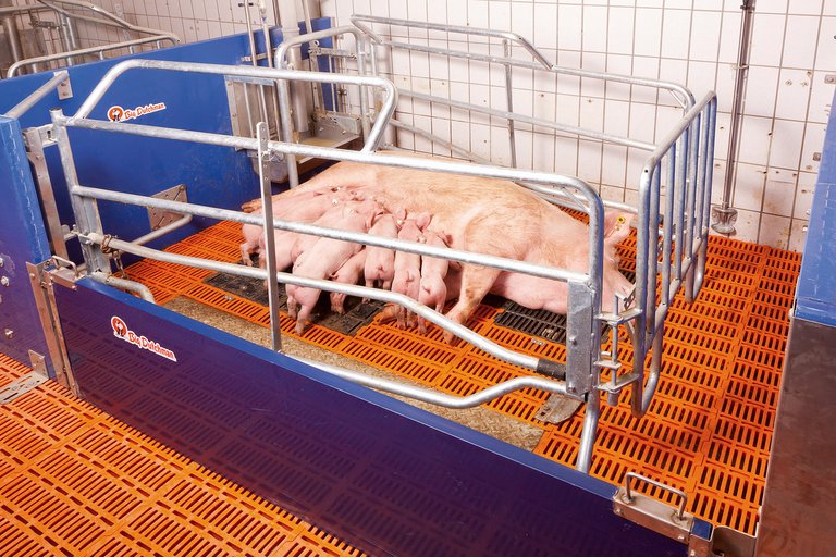 Бокс со станком опороса 